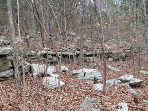 Spring Burst Guided Hike